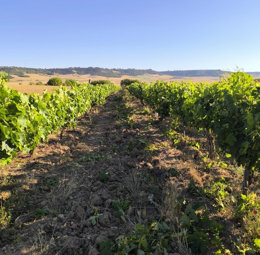 Vino, identidad y futuro Vino, identidad y futuro